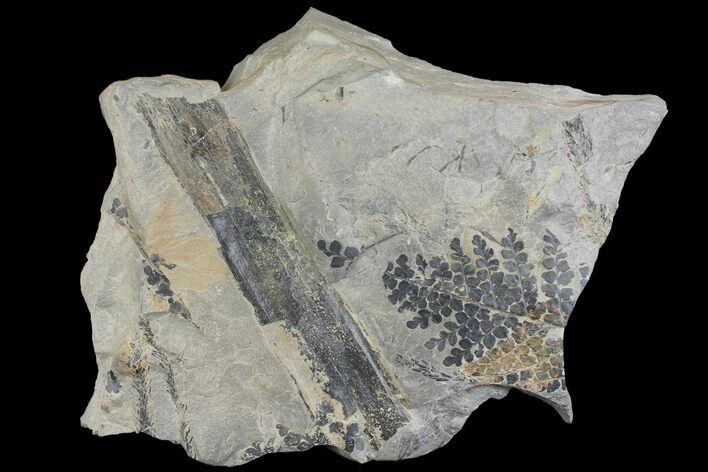 Fossil Fern (Sphenopteris & Lycopodites) Plate - Kentucky #136785
